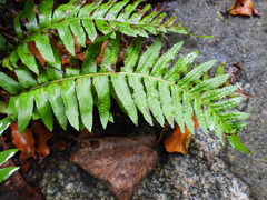 Polypodium vulgare