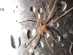 Loxosceles rufescens