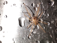 Loxosceles rufescens