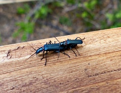 Chauliognathus magellanicus