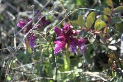 Anacamptis papilionacea