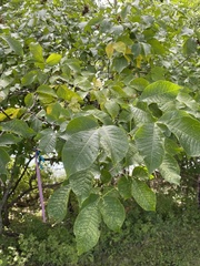 Ptelea trifoliata