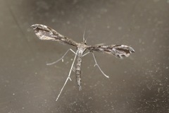 Hellinsia inquinatus