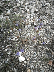 Jasione
