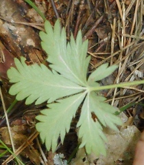 Potentilla heptaphylla