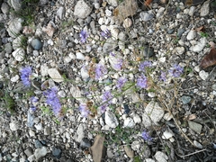 Jasione