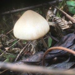 Psathyrella longipes