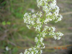 Galium hellenicum