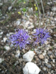 Jasione