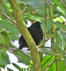Chiroxiphia pareola