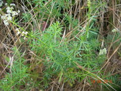 Galium hellenicum