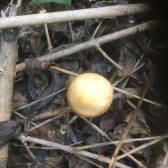 Psathyrella longipes