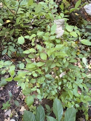 Celtis tenuifolia