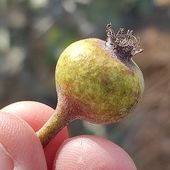 Pyrus spinosa