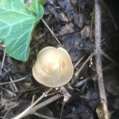 Psathyrella longipes