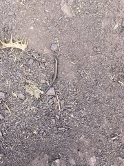 Ablepharus kitaibelii