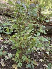Celtis tenuifolia