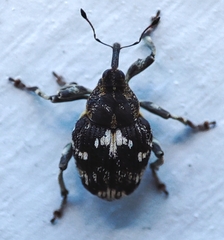 Curculionidae