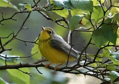 Cardellina canadensis