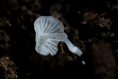 Hemimycena
