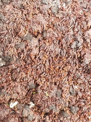 Andreaea