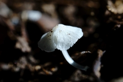 Hemimycena