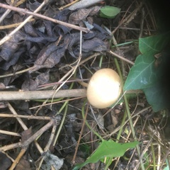 Psathyrella longipes