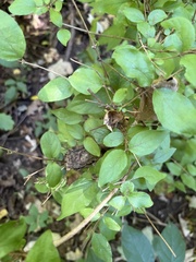 Celtis tenuifolia
