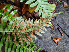 Polypodium vulgare