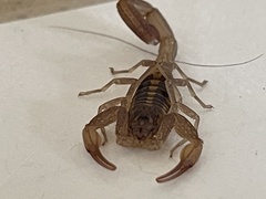 Centruroides