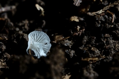 Hemimycena