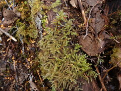 Rhytidiadelphus loreus