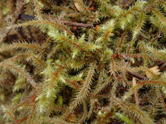 Rhytidiadelphus loreus