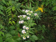 Symphyotrichum firmum