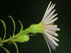 Symphyotrichum firmum