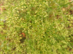Galium melanantherum
