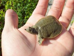 Apalone spinifera spinifera