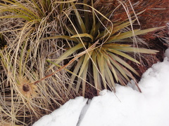 Celmisia armstrongii