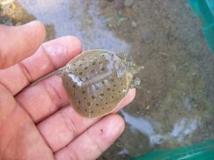 Apalone spinifera spinifera