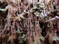 Hypnum circinale