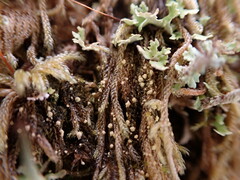 Hypnum circinale