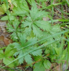 Potentilla heptaphylla