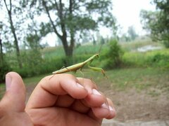 Mantis religiosa