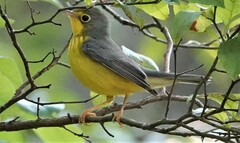 Cardellina canadensis