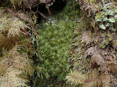 Bartramia pomiformis