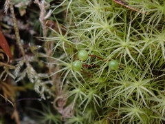 Bartramia pomiformis