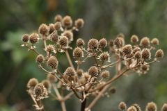 Eryngium paniculatum