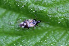 Anthocoris nemorum