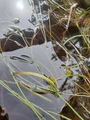 Sparganium angustifolium