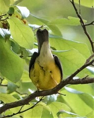 Cardellina canadensis